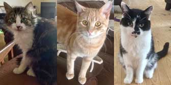 Cathy, Jerry & Sammy, from Grendon Cat Shelter, Atherstone, homed through Cat Chat
