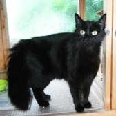 Lola, from Little Cottage Rescue, Luton, homed through Cat Chat