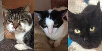 Mr Williams, Wilf & Keith, from Kirkby Cats Home, Nottingham, homed through Cat Chat