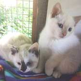 Podge & Splodge, from Burton Joyce Cat Welfare, Nottingham, homed through Cat Chat