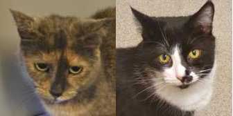 Poppet & Spencer, from Furballs Rescue, Camberley, homed through Cat Chat