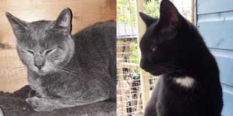 Slippy & Oscar, from Maesteg Animal Welfare  Society, Bridgend, homed through Cat Chat