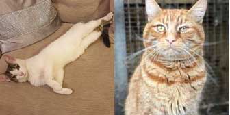 Tinka & Titus, from A5 Grendon Cat Shelter, Atherstone, homed through Cat Chat