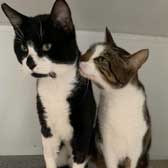 Winston & Simba, from Maesteg Animal Welfare  Society, Bridgend, homed through Cat Chat