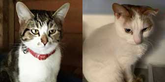 Woody & Stella, from Maesteg Animal Welfare  Society, Bridgend, homed through Cat Chat