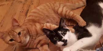 Archimedes & Athens, from Cat & Kitten Rescue, Watford, homed through Cat Chat