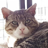 Buster, from Yorkshire Animal Shelter, Leeds, homed through Cat Chat