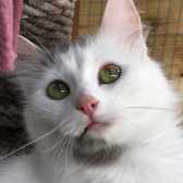 Rescue cat Gracie from Margs Moggies Cat Rescue, Bradford on Avon, Wiltshire, homed through Cat Chat