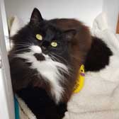 Jola, from Rugeley Cats Society, Staffs/West Midlands, homed through Cat Chat
