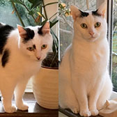 Pickle & Diesel, from Caring for Cats, Tonbridge, homed through Cat Chat