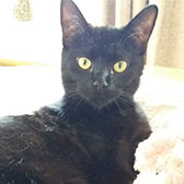 Poppet, from Caring Animal Rescue, Stafford, homed through Cat Chat