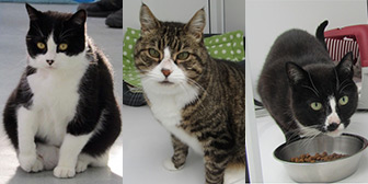 Simba, George and Milo from Thanet Cat Club, Broadstairs, homed through Cat Chat
