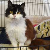 Spot, from Pawz for Thought, Sunderland, homed through Cat Chat