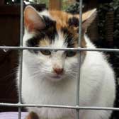 Berry, from Maesteg Animal Welfare Society, Bridgend, homed through Cat Chat