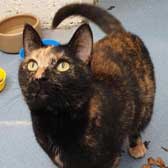 Ella, from Cool Cats at Mitzi's Kitty Corner, Totnes, homed through Cat Chat