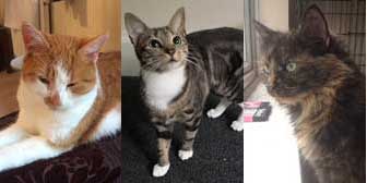 Gavin, Flo & Electra, from A5 Grendon Cat Shelter, Atherstone, homed through Cat Chat