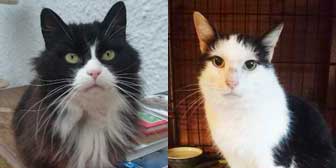 Hamish & Corky, from Cat Rescue West Wales, Whitland, homed through Cat Chat