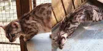 Shy Marguerite Sisters, from Life for Cats Welfare, Lincolnshire, homed through Cat Chat