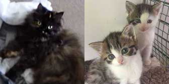 Saffi, Tiny & Tot, from Burton Joyce Cat Welfare, Nottingham, homed through Cat Chat