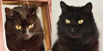 Sookie & Nigella, from All Animal Rescue, Southampton, homed through Cat Chat