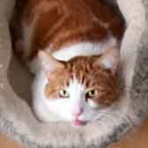 Spot, from Cats in Need, Hinckley, homed through Cat Chat