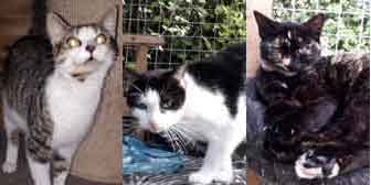 Tabbs, Netti & Holly, from Maesteg Animal Welfare Society, Bridgend, homed through Cat Chat