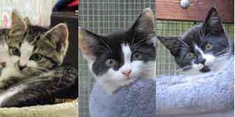 Toots, Sophie & Sid, from Hay Cat Rescue, Hay-on-Wye, homed through Cat Chat