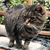 Bailey, from Maesteg Animal Welfare Society, homed through Cat Chat