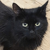 Flossy, from Cat & Kitten Rescue, Watford, homed through Cat Chat