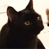 George from Little Paws Cat Haven, homed through Cat Chat