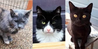 Old and young Maisie, Daisie & Colin from Maesteg Animal Welfare Society, homed through Cat Chat