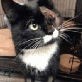 Oliver, from Hay Cat Rescue, Hay-on-Wye, homed through Cat Chat