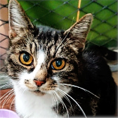 Princess from National Animal Welfare Trust Thurrock, homed through Cat Chat