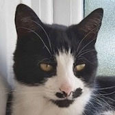 Smudge, from Anim-Mates, Sevenoaks, homed through Cat Chat