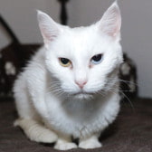 Snowball from Anim-Mates, homed through Cat Chat