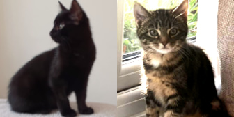 Starla & Luna, from Purrs Cat Rescue, homed through Cat Chat