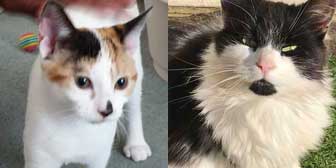 The two Rosies, from Caring Animal Rescue, Sheffield, homed through Cat Chat