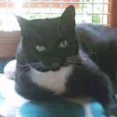 Tia Maria, from Paws & Claws Animal Rescue Service, Haywards Heath, homed through Cat Chat