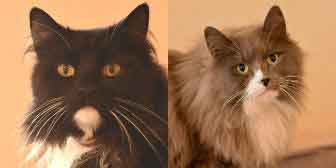 Bunny & Bauer, from All Animal Rescue, Southampton, homed through Cat Chat
