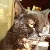 Doris, from Feline Network, Paignton, homed through Cat Chat