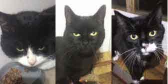 Felix, Sooty & Socks, from Burton Joyce Cat Rescue, Nottingham, homed through Cat Chat