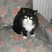 Holly, from Little Cottage Rescue, Luton, homed through Cat Chat