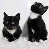 Kittens, from Pawz for Thought, Sunderland, homed through Cat Chat