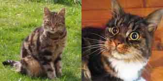 Lily & Mincey, from Burton Joyce Cat Rescue, Nottingham, homed through Cat Chat
