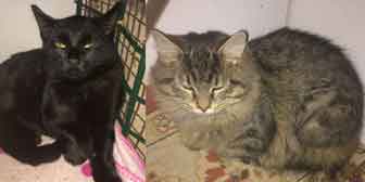 Missy & Liza, from Burton Joyce Cat Rescue, Nottingham, homed through Cat Chat