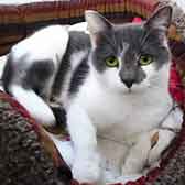 Luna, from Pawz for Thought, Sunderland, homed through Cat Chat