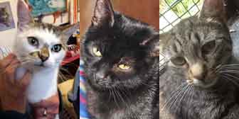 Odora, Elsa and Poppy, from Burton Joyce Cat Rescue, Nottingham, homed through Cat Chat