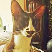 Toby, from Blackpool Cats in Care, Lancs, homed through Cat Chat