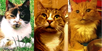 Adina, Rigsby, Rusty, Tizzy, Flint and brother, from A5 Grendon Cat Shelter, homed through Cat Chat