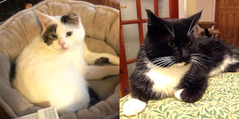 Bertie & Brian, from A5 Grendon Cat Shelter, homed through Cat Chat